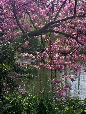 Christy: Flamingo's en bloesems