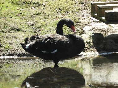 Frans: Zwarte zwaan