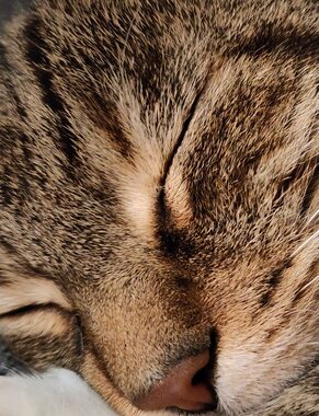 Frans: Silaz in rust