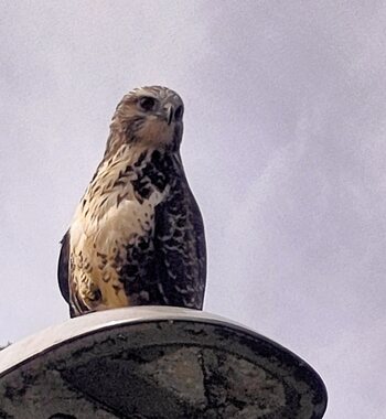 Frans: Buizerd