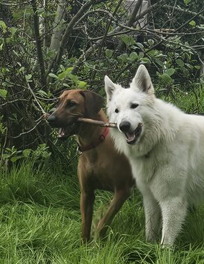 Leentje: Dharma en Odie