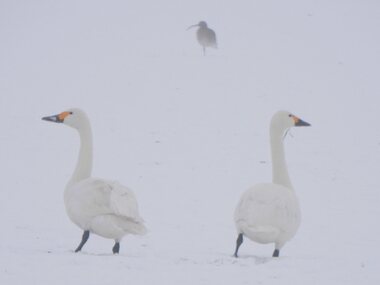 Menno: Twee kleine zwanen en een wulp