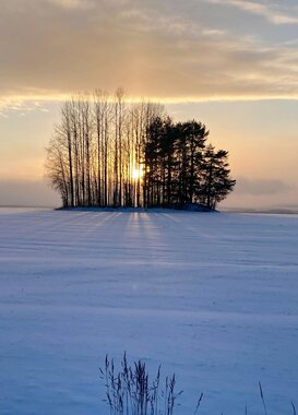 Tom: Bosje Tegenlicht